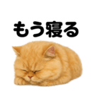 とにかく眠いペルシャ猫スタンプ（個別スタンプ：6）