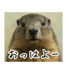 マーモットは友達（個別スタンプ：1）