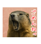 マーモットは友達（個別スタンプ：2）