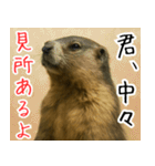 マーモットは友達（個別スタンプ：3）