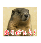マーモットは友達（個別スタンプ：4）