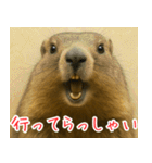 マーモットは友達（個別スタンプ：5）