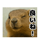 マーモットは友達（個別スタンプ：6）