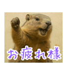 マーモットは友達（個別スタンプ：7）
