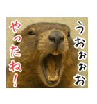 マーモットは友達（個別スタンプ：8）
