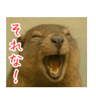 マーモットは友達（個別スタンプ：10）