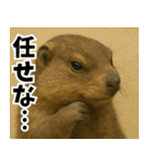 マーモットは友達（個別スタンプ：11）
