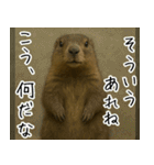 マーモットは友達（個別スタンプ：13）