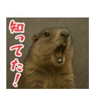 マーモットは友達（個別スタンプ：14）