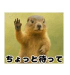 マーモットは友達（個別スタンプ：15）