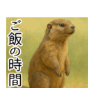 マーモットは友達（個別スタンプ：17）