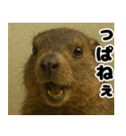 マーモットは友達（個別スタンプ：32）