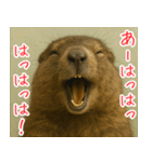 マーモットは友達（個別スタンプ：33）