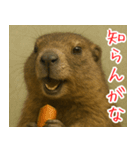 マーモットは友達（個別スタンプ：35）