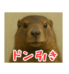 マーモットは友達（個別スタンプ：37）
