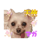 マガくんお誕生日記念スタンプ（個別スタンプ：1）
