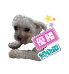 マガくんお誕生日記念スタンプ（個別スタンプ：6）