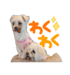 マガくんお誕生日記念スタンプ（個別スタンプ：17）