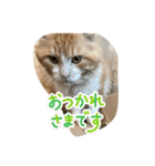 メロレイのスタンプ（個別スタンプ：11）