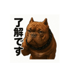 HYBRIDKENNEL ルフィ1（個別スタンプ：8）