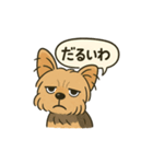 関西弁のヨークシャーテリア（個別スタンプ：1）