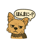 関西弁のヨークシャーテリア（個別スタンプ：5）