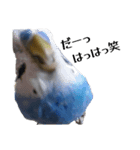 セキセイインコ チンちゃんの日常（個別スタンプ：1）