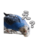 セキセイインコ チンちゃんの日常（個別スタンプ：3）