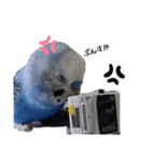 セキセイインコ チンちゃんの日常（個別スタンプ：4）