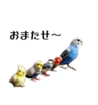 セキセイインコ チンちゃんの日常（個別スタンプ：6）