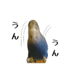 セキセイインコ チンちゃんの日常（個別スタンプ：7）