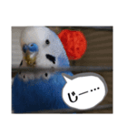 セキセイインコ チンちゃんの日常（個別スタンプ：8）