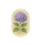 6月の花、アジサイ、Hydrangea（個別スタンプ：4）