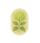 6月の花、アジサイ、Hydrangea（個別スタンプ：5）