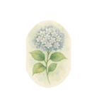 6月の花、アジサイ、Hydrangea（個別スタンプ：8）