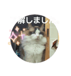 敬語しろくん❤（個別スタンプ：1）