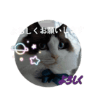 敬語しろくん❤（個別スタンプ：2）
