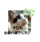 敬語しろくん❤（個別スタンプ：3）