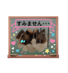 敬語しろくん❤（個別スタンプ：4）