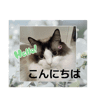 敬語しろくん❤（個別スタンプ：5）