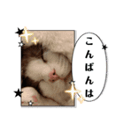 敬語しろくん❤（個別スタンプ：7）