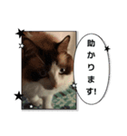 敬語しろくん❤（個別スタンプ：8）