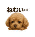 とにかく眠いトイプードル犬のライン（個別スタンプ：1）