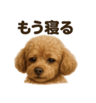 とにかく眠いトイプードル犬のライン（個別スタンプ：3）