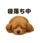 とにかく眠いトイプードル犬のライン（個別スタンプ：6）