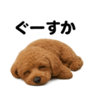 とにかく眠いトイプードル犬のライン（個別スタンプ：9）