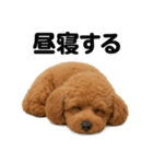 とにかく眠いトイプードル犬のライン（個別スタンプ：10）