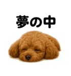 とにかく眠いトイプードル犬のライン（個別スタンプ：11）