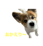 コビふく22（個別スタンプ：13）