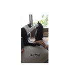 かわスタンプ+（個別スタンプ：7）